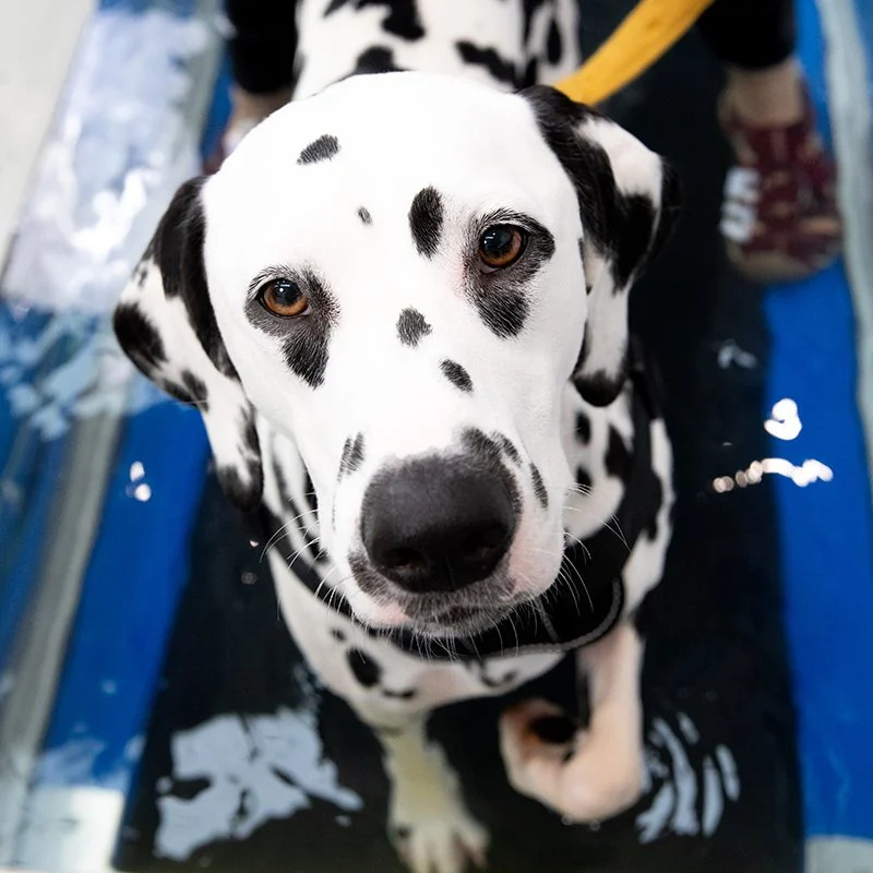 Hydro Physio Canine Underwater Treadmill product image